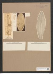 Navicula lyra var. recta Grun. (de-Toni-Nr.: Genus 1, Species 327) Zeichnungen Sammlung Grunow Nr. 747 (NHMW-BOT-W0367139)